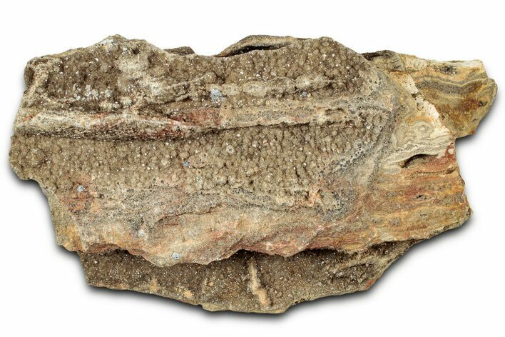 Glittering Petrified Wood with Druzy Quartz - Alabama #325353